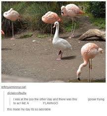 Pin By Thebookworm On Anything Cute Funny Animals Funny Animals Animals