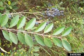 Image result for Ligustrum sinense