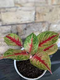 Pin Di Nancy S Plants