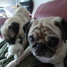The sentence deals with an imaginary situation. Mom Do You See What S Going On Here Do You See What I Have To Put Up With Sr Dog Love Pugs Pug Life