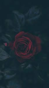 Floral Flower Wallpapers Iphone Android Wallpapers Floral Redwallpaper Redwallpaperaesthetic Guller Arkaplan Tasarimlari Soyut Cicek Resimleri