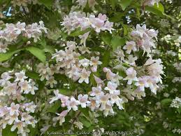 Image result for Kolkwitzia