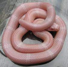 Pink Snake Hondo Male Pink Snow Honduran Pink Snow Pink Snake Pink