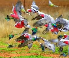 Mohamed On Beautiful Birds Pet Birds Australian Birds