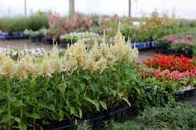 Find great deals, save money, and make connections. Swn Flowers Southwest Nursery Wholesale Landscaping Supplies Dallas Fort Worth