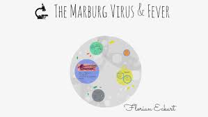 Marburg virus diagram / research muhlberger lab. The Marburg Virus Fever By Florian Eckart