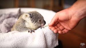 Pet Articles News Names Advice More About Family Pets Baby Animals Funny Cute Animals With Funny Captions Koala