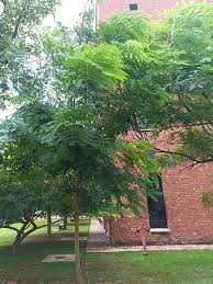 Image result for Albizia lebbeck