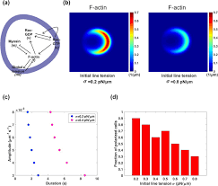 Maybe you would like to learn more about one of these? Tuning Cell Motility Via Cell Tension With A Mechanochemical Cell Migration Model Biorxiv