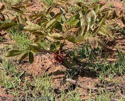 Image result for Lannea edulis