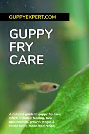 Guppy Fry Care How To Care For Baby Guppies Guppy Guppy Fish Fish Care