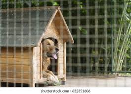 So the first thing you should do is measure your pet and find out his actual height from head to toes. Golden Retriever Doghouse Cage Stock Photo Edit Now 632351606