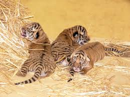 1948 wurden in dem städtebaulichen wettbewerb rund um den zoo unter anderem eine riesige. Seltene Malaysische Tiger Im Bergzoo Halle Geboren Hallespektrum De Onlinemagazin Aus Halle Saale