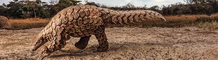 Последние твиты от pangolin (@pangolindex). Plight Of The Pangolin Biology Article For Students Scholastic Science World Magazine