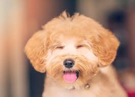Here are the tops things you'll know as an irish doodle dog parent. 30 Toy Dog Breeds Best Tiny Dogs You Ll Love