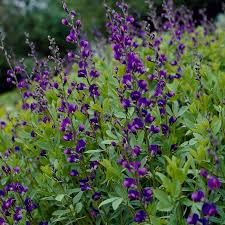 Image result for Baphia multiflora