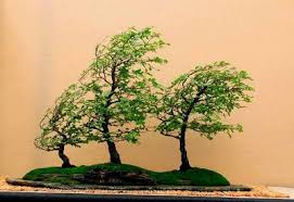 30 Ide Bonsai Tertiup Angin Bonsai Pohon Bonsai Pohon