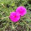 A nearby hummingbird crawls towards her i am very wet, tired and scared! Https Encrypted Tbn0 Gstatic Com Images Q Tbn And9gcryj4kugjkwhp4vgjkdyxxtbvie2lrrkcpmfzbh47rhp1afv Kl Usqp Cau