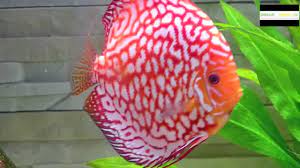 Before they are 10cm or bigger of size most colour shades look really equal. Diskusaquarium 11 Grosse Stendker Diskusfische Im 450 Liter Becken Youtube