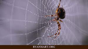 What do black widows look like? What Does It Mean When You Dream About Spiders Ryan Hart