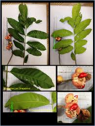 Image result for Aphanamixis