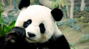 High Quality Free Cute Panda Wallpapers Hd Panda Wallpapers Panda Pictures Panda Images On The Photobest1 Com Panda Hd Wa Panda Bear Panda Panda Bear Art