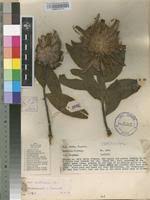 Image result for Protea madiensis