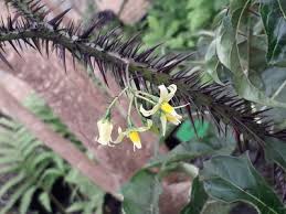 Image result for Solanum cyaneopurpureum