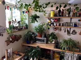 The Ceiling Pothos The Open Shelves The Mug Hanger The Fuming Coffee Thing Etc So Pretty Plants Room With Plants Beauty Room