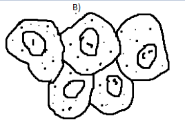 The cells are stained with a dye called methylene blue. The Following Diagram Shows Cells Of Onion Peel Label Class 11 Biology Cbse
