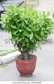 Image result for Synadenium kirkii