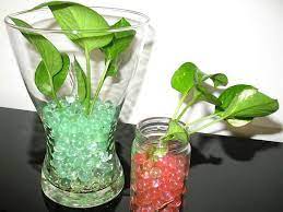 Tips To Grow Money Plant Faster Money Plant Indoor Small Indoor Plants Plants In Bottles