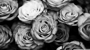 Black And White Rose Wallpaper Hd Tattoodo black roses via pinterest blackroses blackrose. black and white rose wallpaper hd