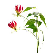 Image result for Gloriosa