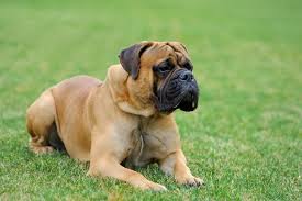 This breed has received, good recognition to be a loyal and protective family pet and an excellent watchdog. Types Of Mastiffs 10 Full List With Photos