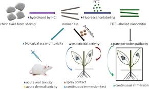 Controlling rodents in dog kennels, dog training facilities, and hunting lodges is a big problem. Nanochitin Whisker Enhances Insecticidal Activity Of Chemical Pesticide For Pest Insect Control And Toxicity Journal Of Nanobiotechnology Full Text