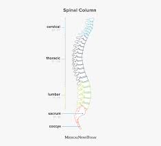 Blood flow through the heart is made easy in this post! Spinal Cord Injury Symptoms Treatment And Causes
