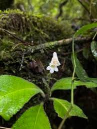 Image result for Streptocarpus hirticapsa