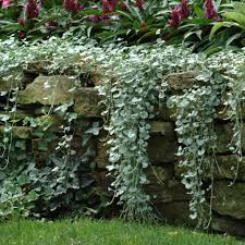 Image result for Dichondra