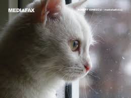Specialistii spun ca aceste sunete „de tors ale pisicii sunt reconfortante atat pentru animalut, cat si pentru noi! Pisicile Isi ManipuleazÄƒ StÄƒpanii Prin Tors Studiu