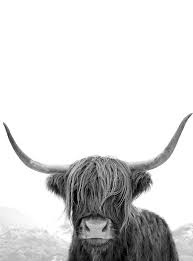 Black And White Cow Pictures To Print Highland Cow Art Black And White Print Animal Photography Highland Cow Print Animal Art Print Cow Photo Bull Print Highland Cow Art Cow Photography Highland Cow Print