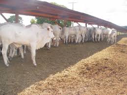 Desde que haja espaço suficiente exigido por toda a estrutura contida em um confinamento domínio total da alimentação dos animais; Https Old Cnpgc Embrapa Br Publicacoes Doc Doc Pdf Doc151 Pdf