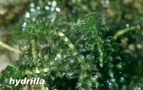 Image result for Hydrostachys bismarckii