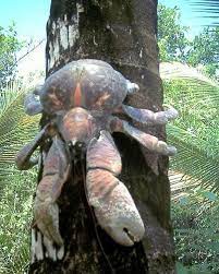 Kemampuan luar biasa si ketam kelapa. Syazwani Mazlan Ketam Makan Kelapa