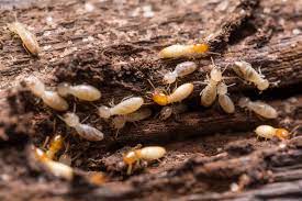 Although you might think of termite damage as a 'natural' event, most insurers, including anz, don't provide 'termite. Is Termite Damage Covered By Homeowners Insurance Atlanta Insurance