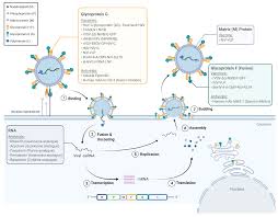 11 years ago 8 ball hacker you are brilliant!!!!!!! Tropicalmed Free Full Text Evolution Of Nipah Virus Infection Past Present And Future Considerations
