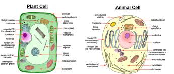 A cell's information center, the cell nucleus is the most conspicuous organelle found in a eukaryotic cell. What Are The Two Types Of Eukaryotic Cells Quora