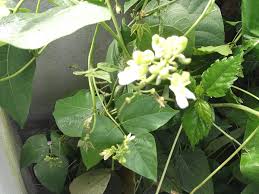 Image result for Phaseolus lunatus