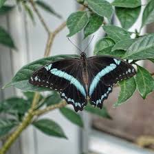 Tropiske Sommerfugler Tropical Butterflies Tropische Schmetterlinge Pictures To Draw Butterfly Animals