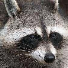 Check spelling or type a new query. How To Get Rid Of Raccoons For Good Dengarden